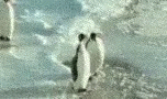 siblings-fight.gif